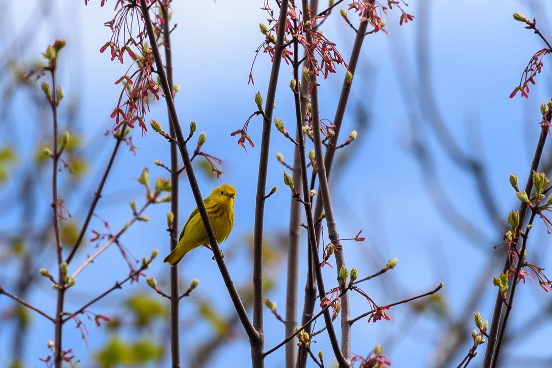 Yellow Warbler