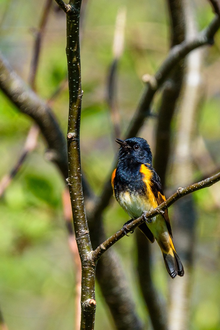 American Redstart