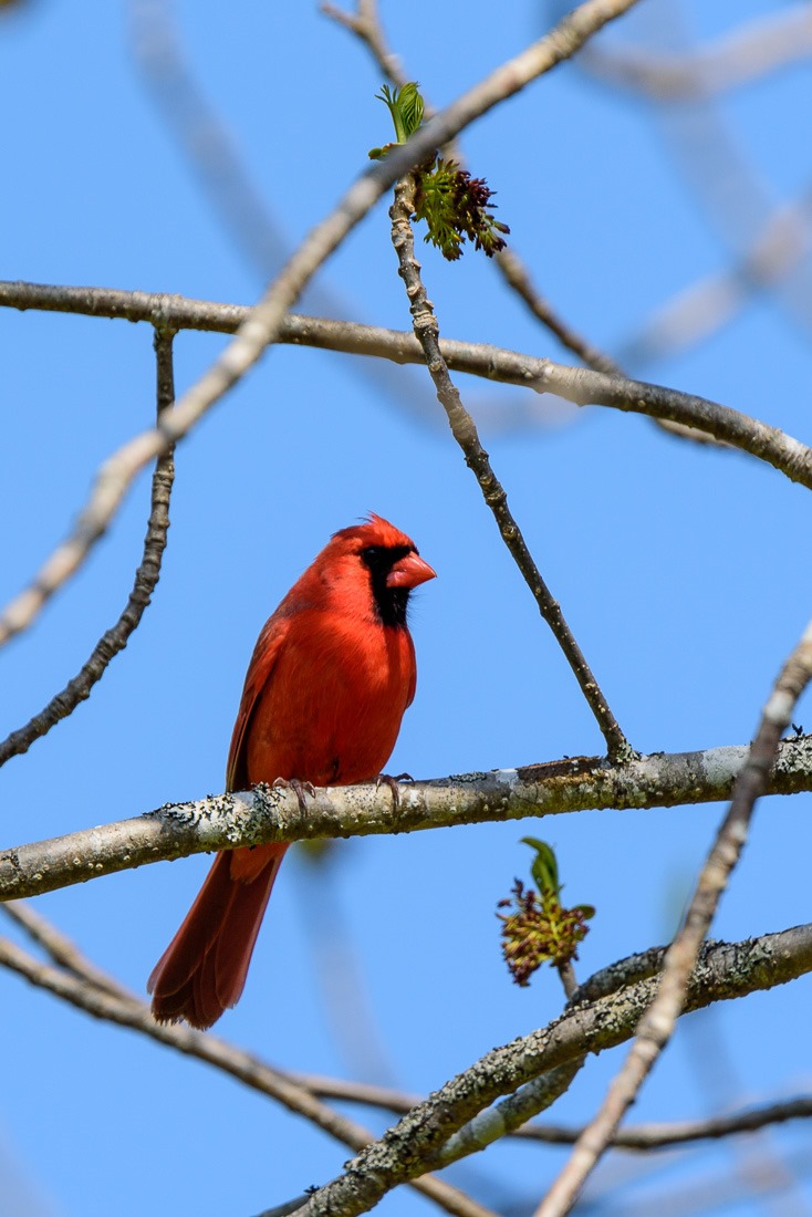 Northern Cardinal