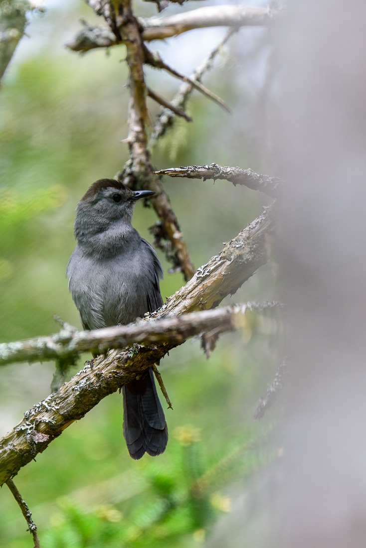 Gray Catbird