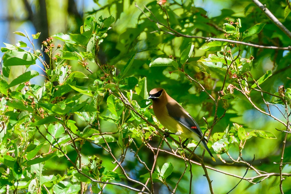 Bohemian Waxwings