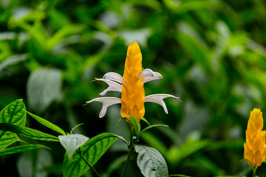 Golden Shrimp Plant