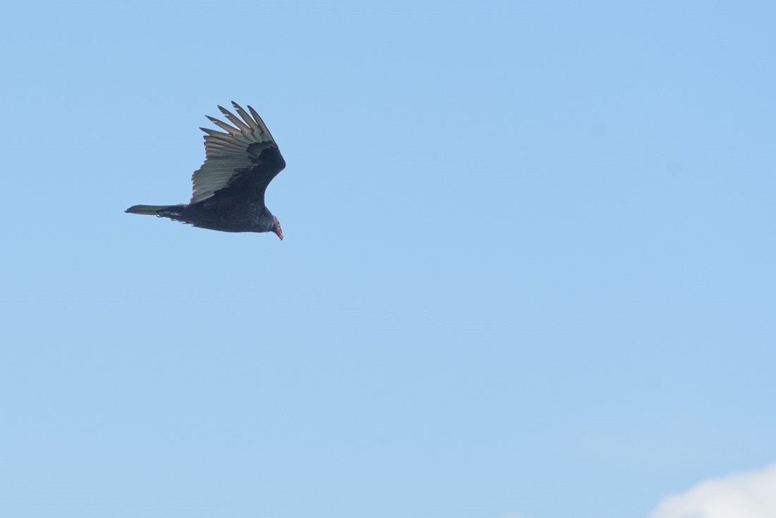 Turkey Vulture