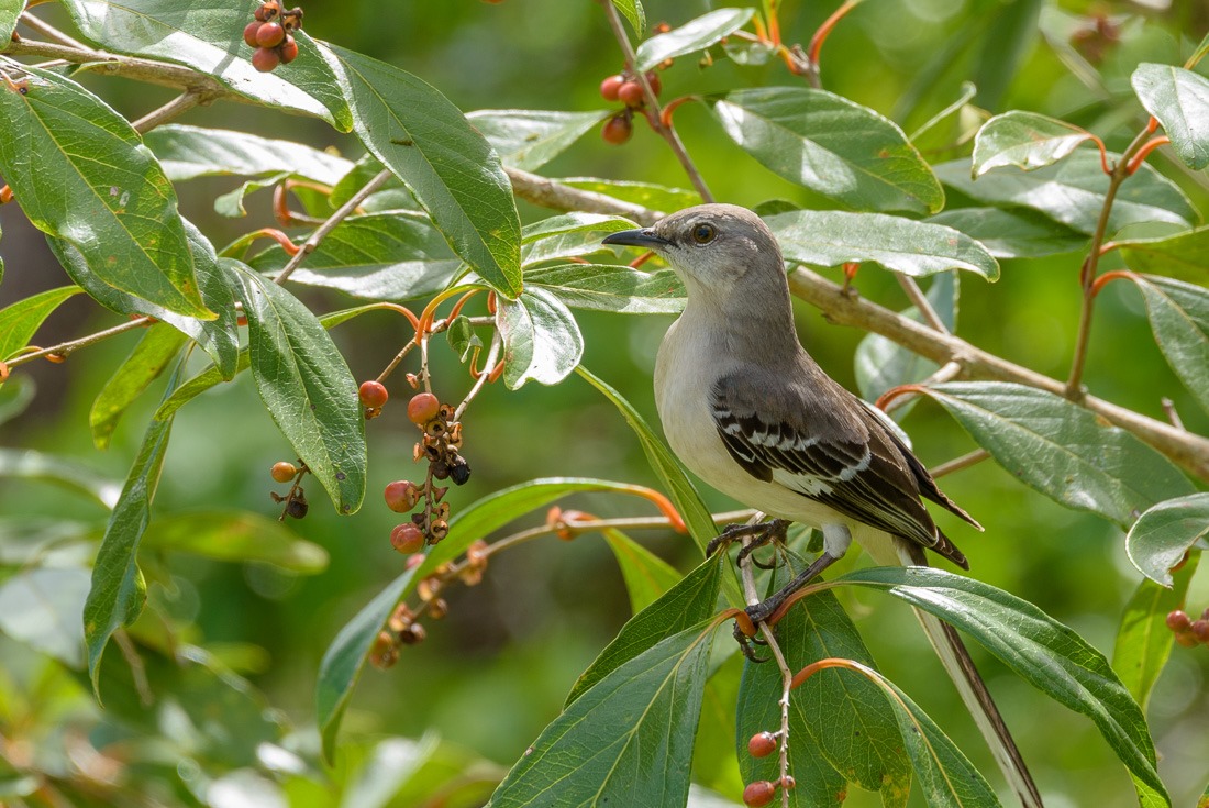 Northern Mockingbird 