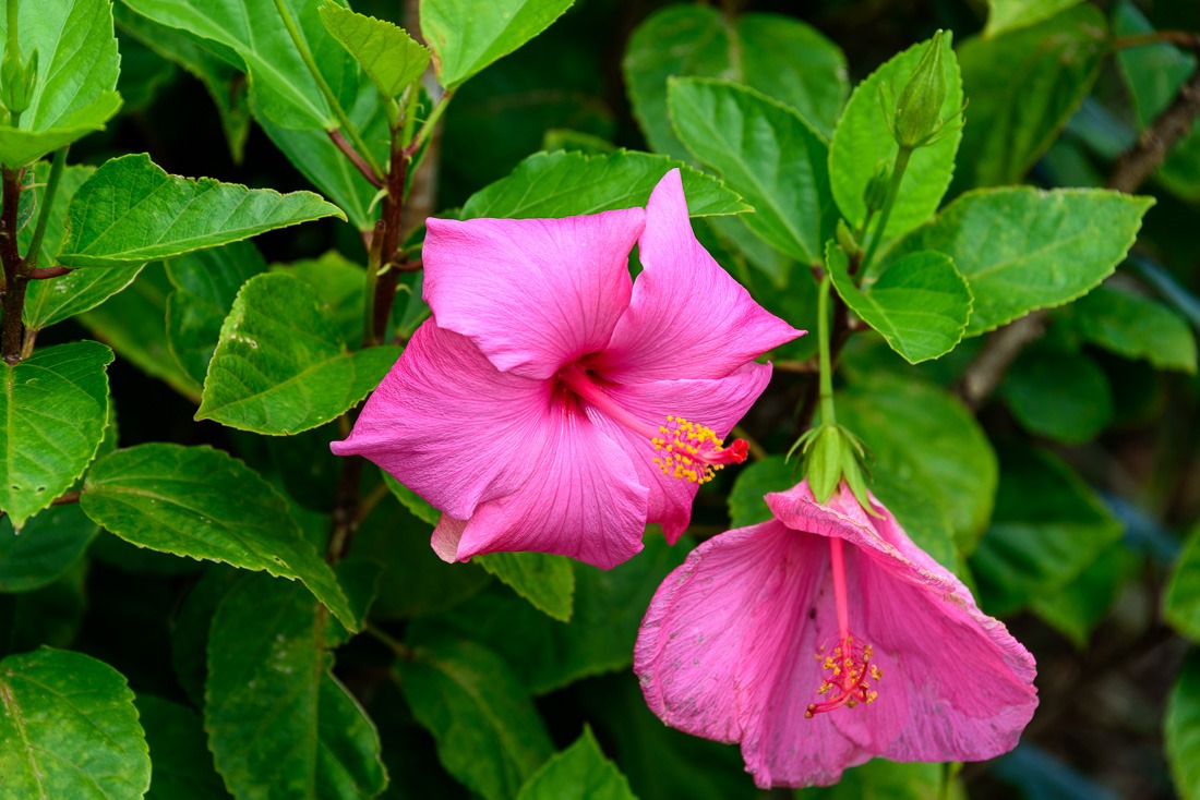 Hibiscus