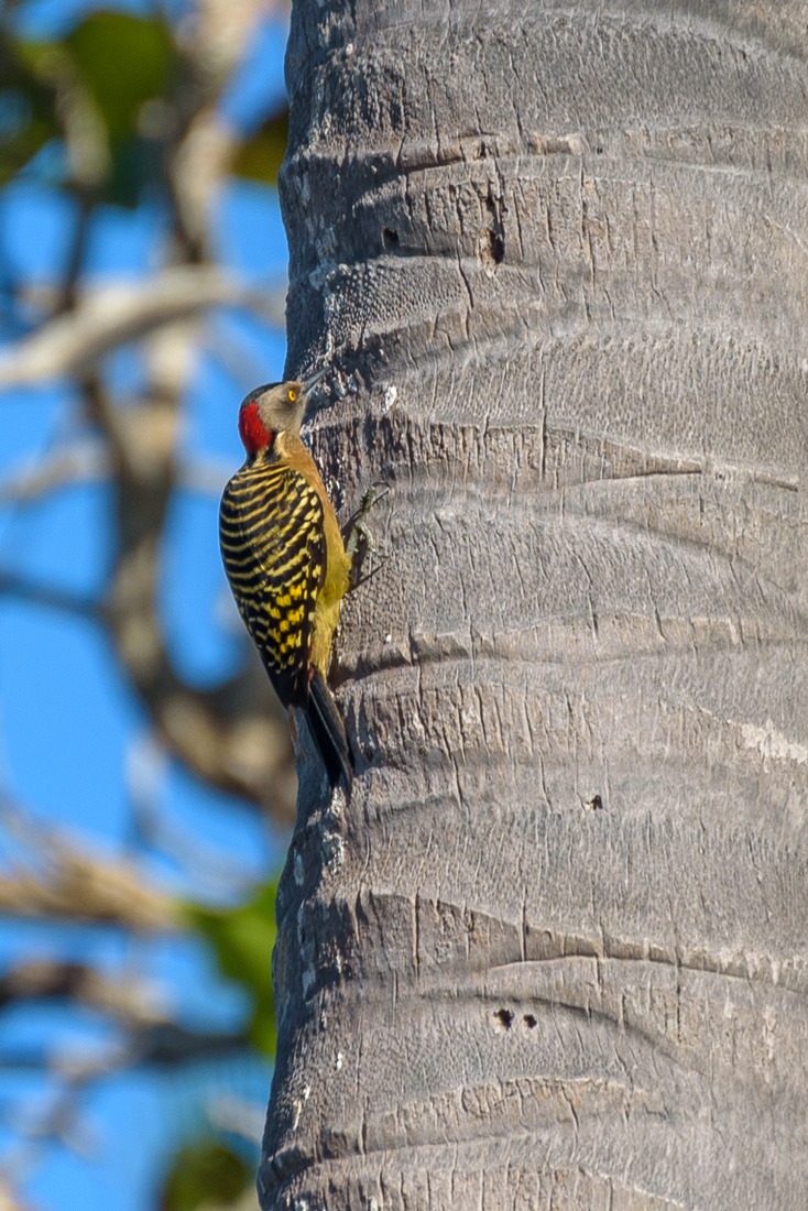 Hispaniolian Woodpecker