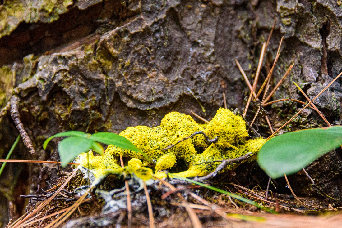 Dog Vomit Slime Mould