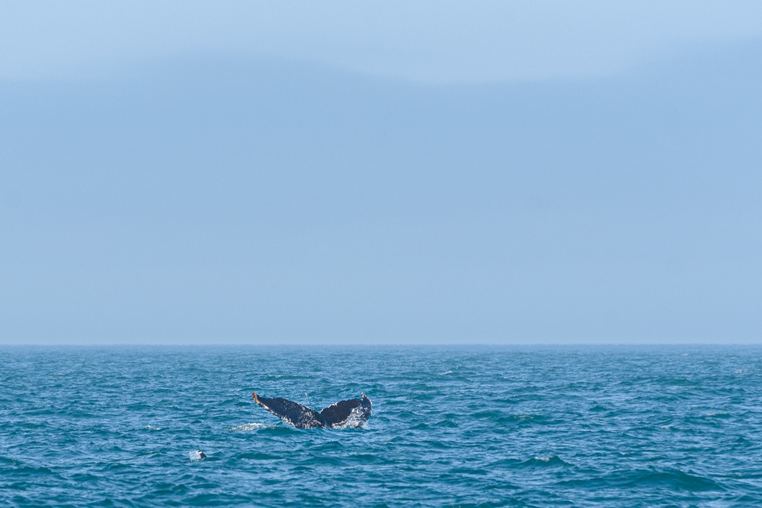 Whale watching, mother and calf