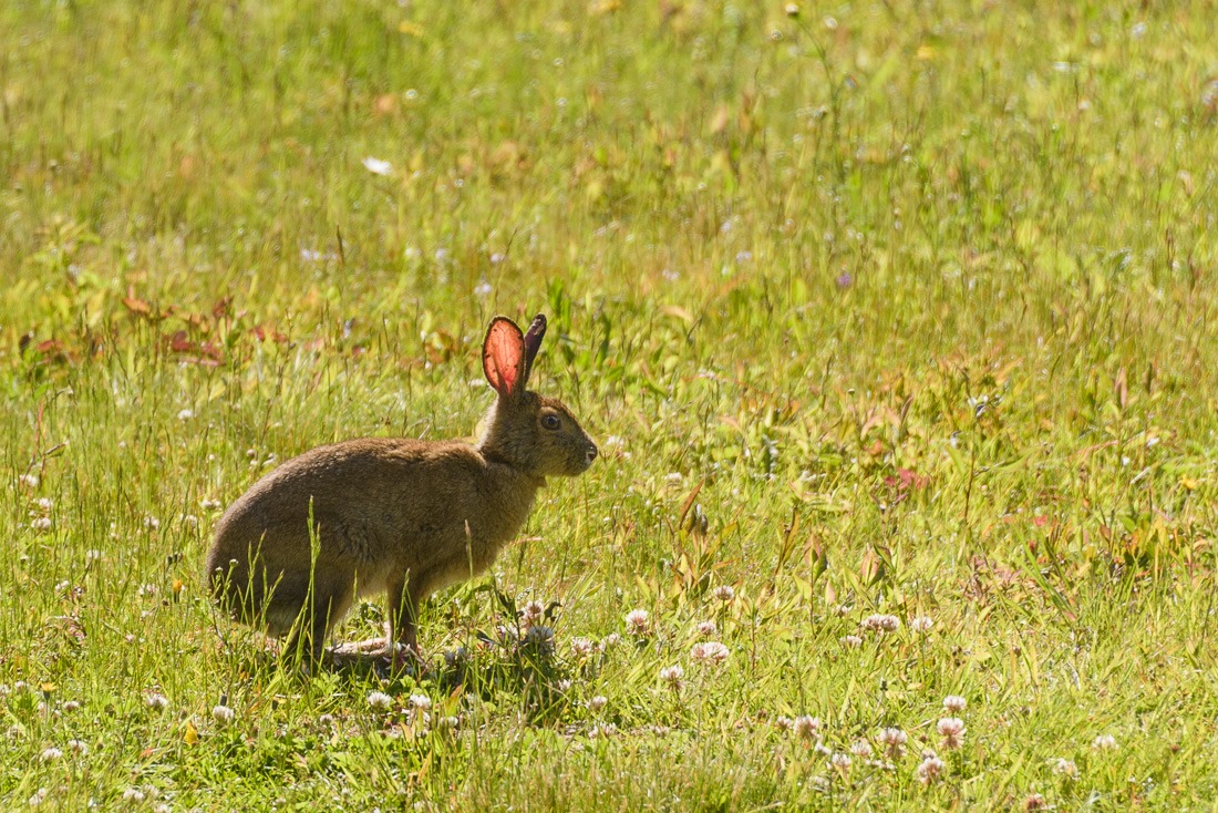 Rabbit