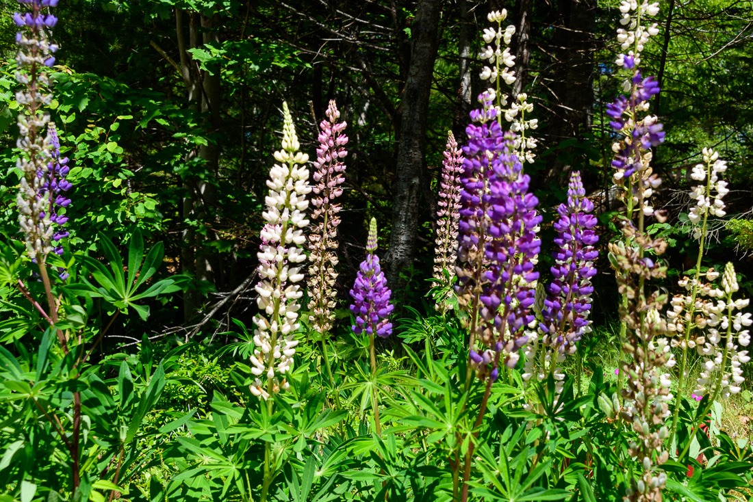 Lupins