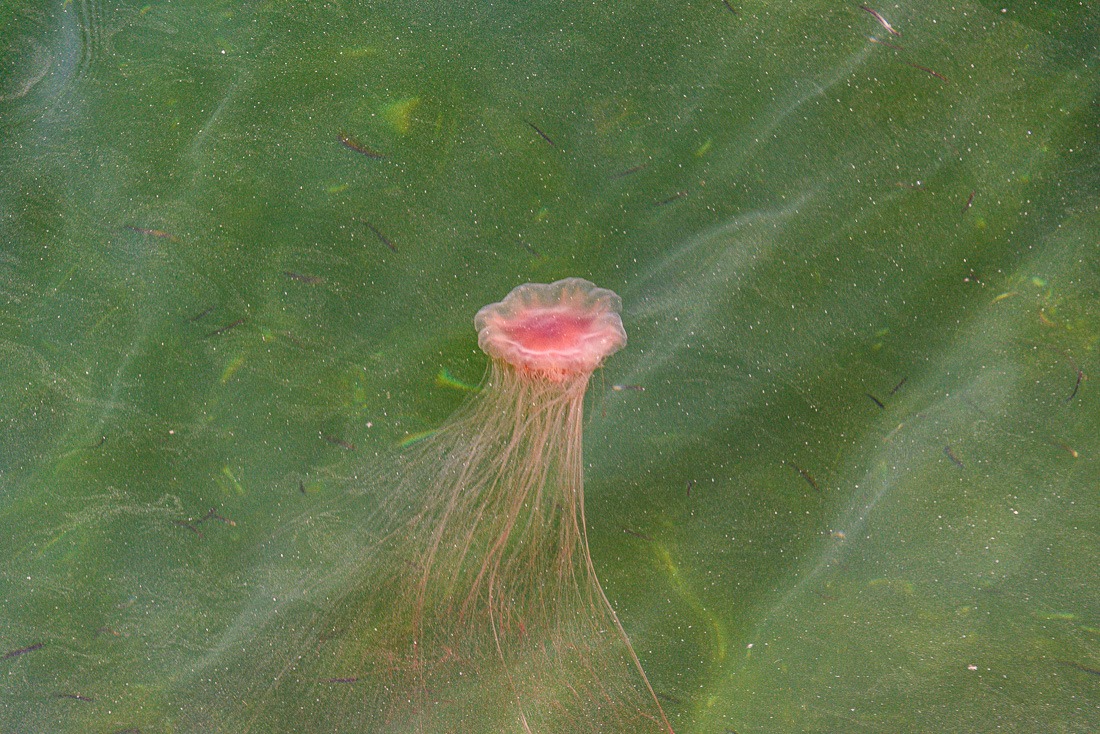 Atlantic Lion’s Mane jellyfish