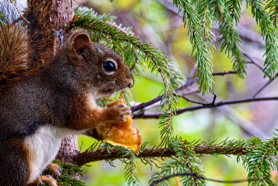 Squirrel – Nikon D750 – ISO 4000