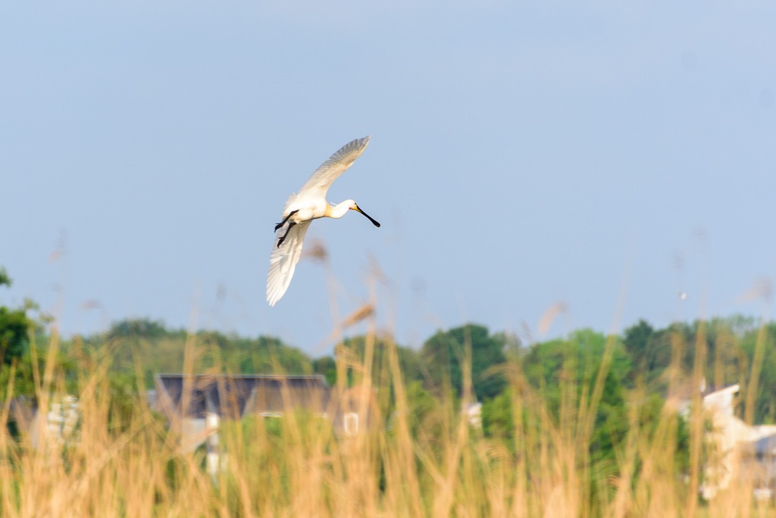 Spoonbill