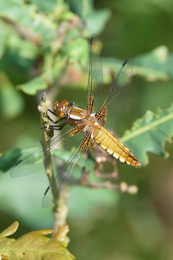 Broad-bodied Chaser