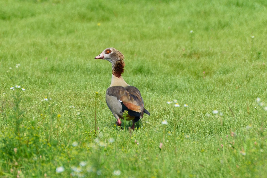 Egyptian Goose