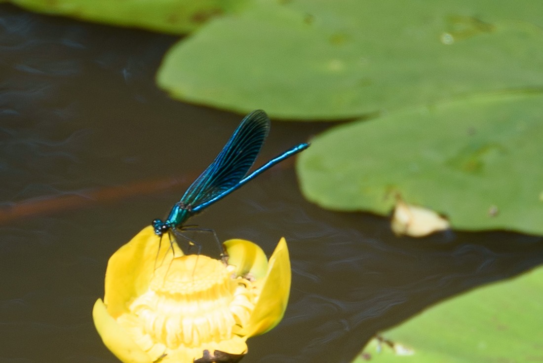 Banded demoiselle