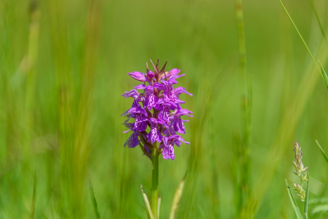 Broad-leaved Marsh Orchid