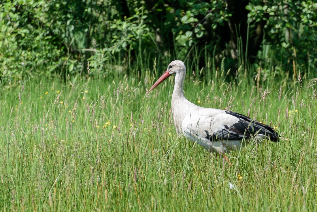 Stork, making a comeback in the country