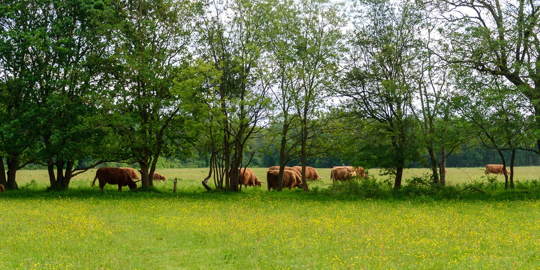 Pasture, tread with care