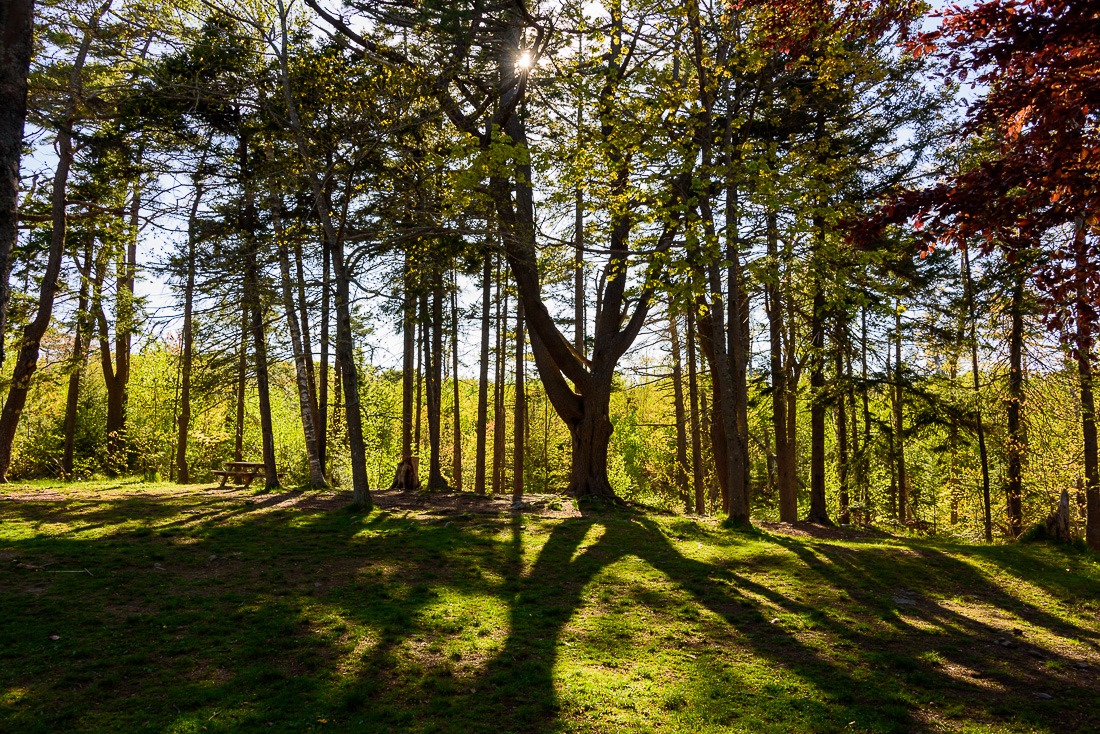 The trees and the forest