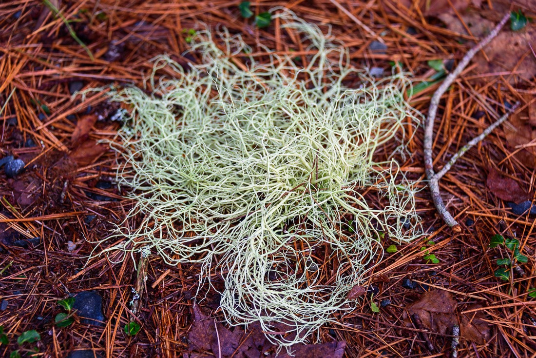 Lichen