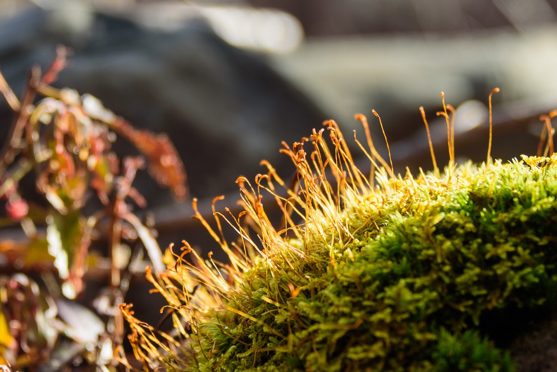 Moss, not mushrooms