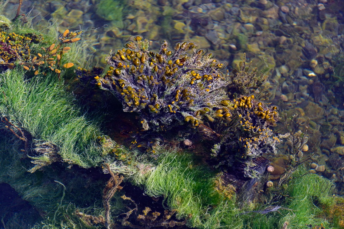 Colourful seaweeds