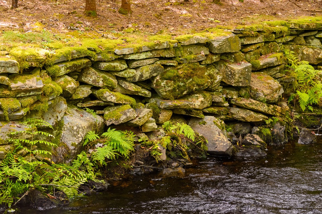 Mossy wall