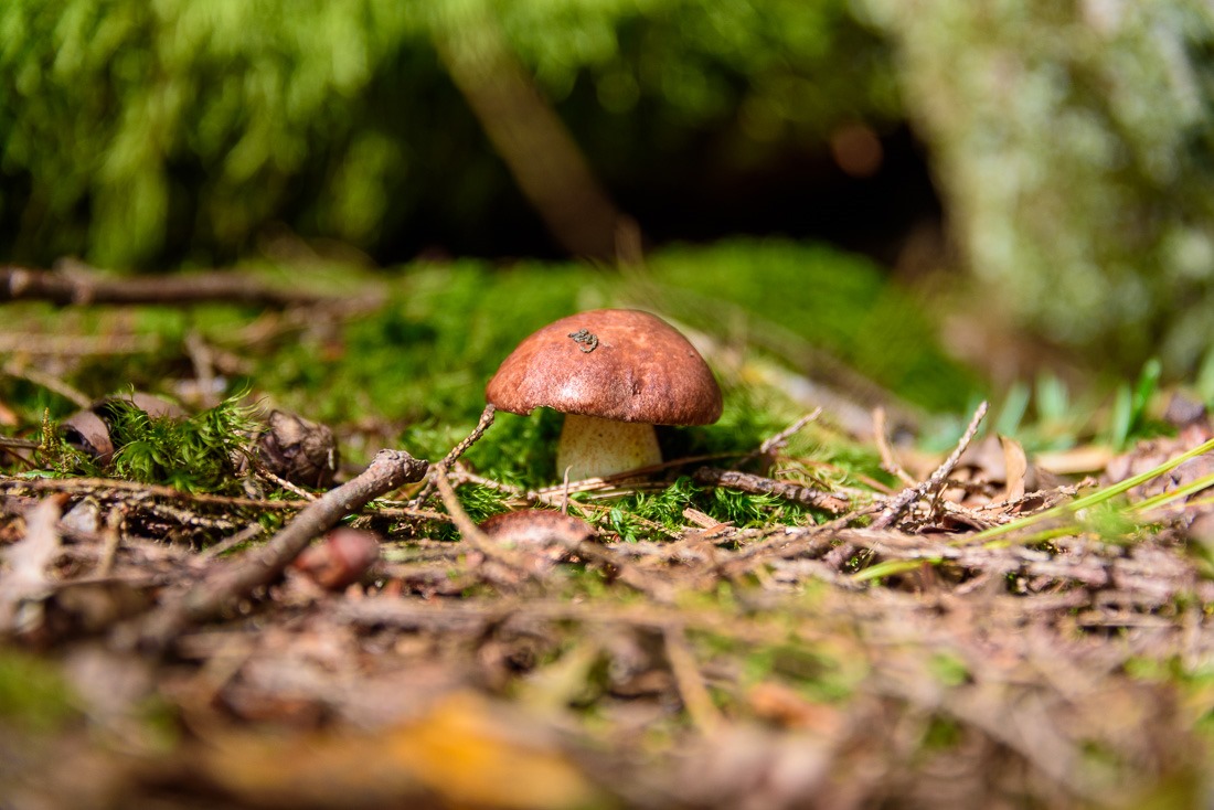 Butterball mushroom