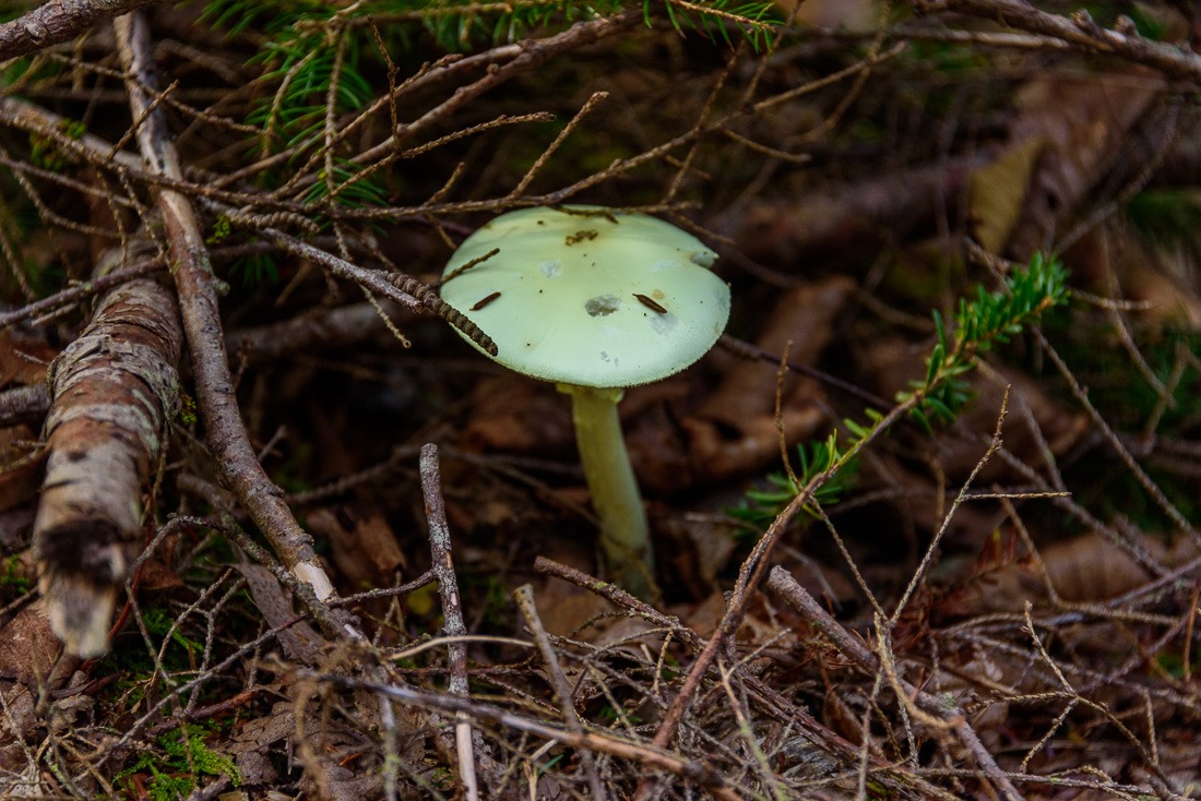 Radiant False Death-cap