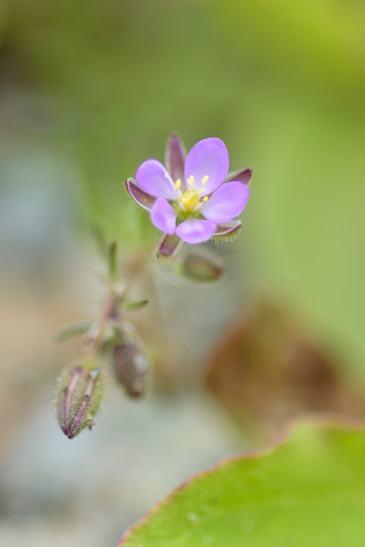 Red Sand Spurrey 