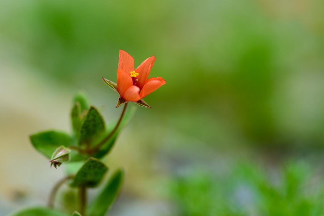 Scarlet Pimpernel