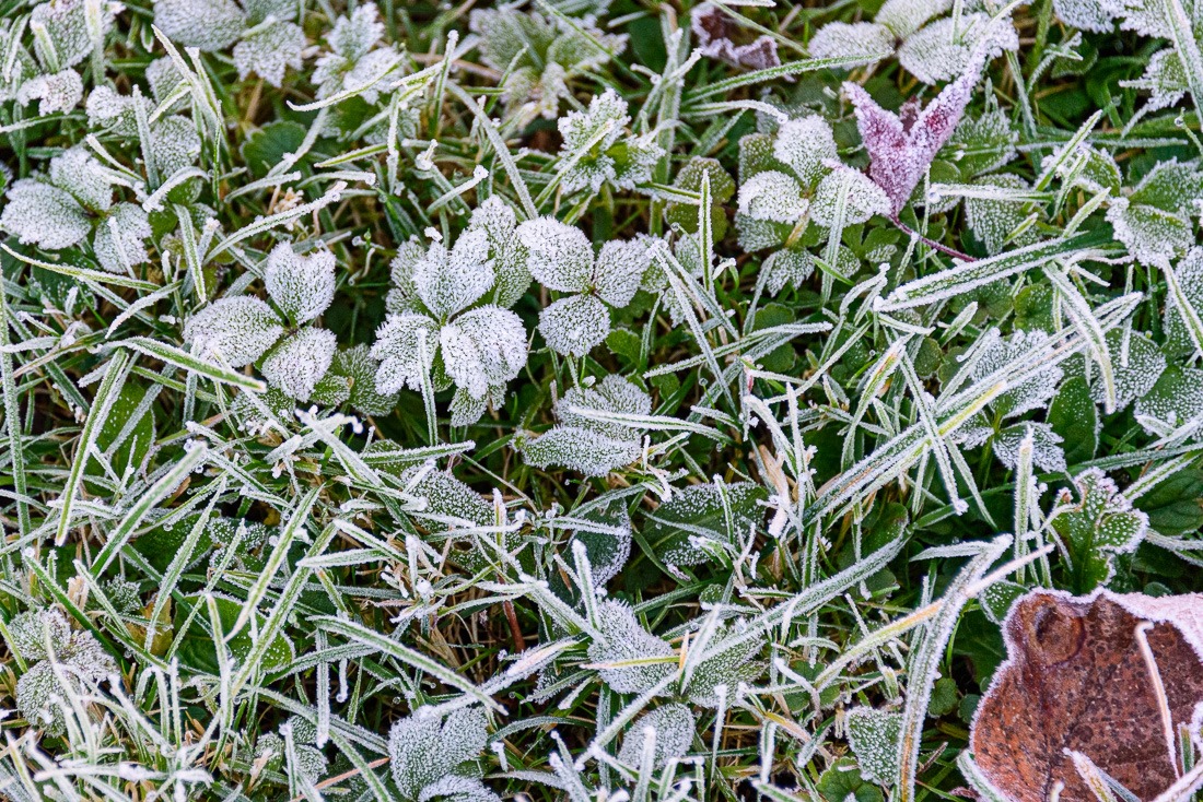 Backyard Grass and Weeds