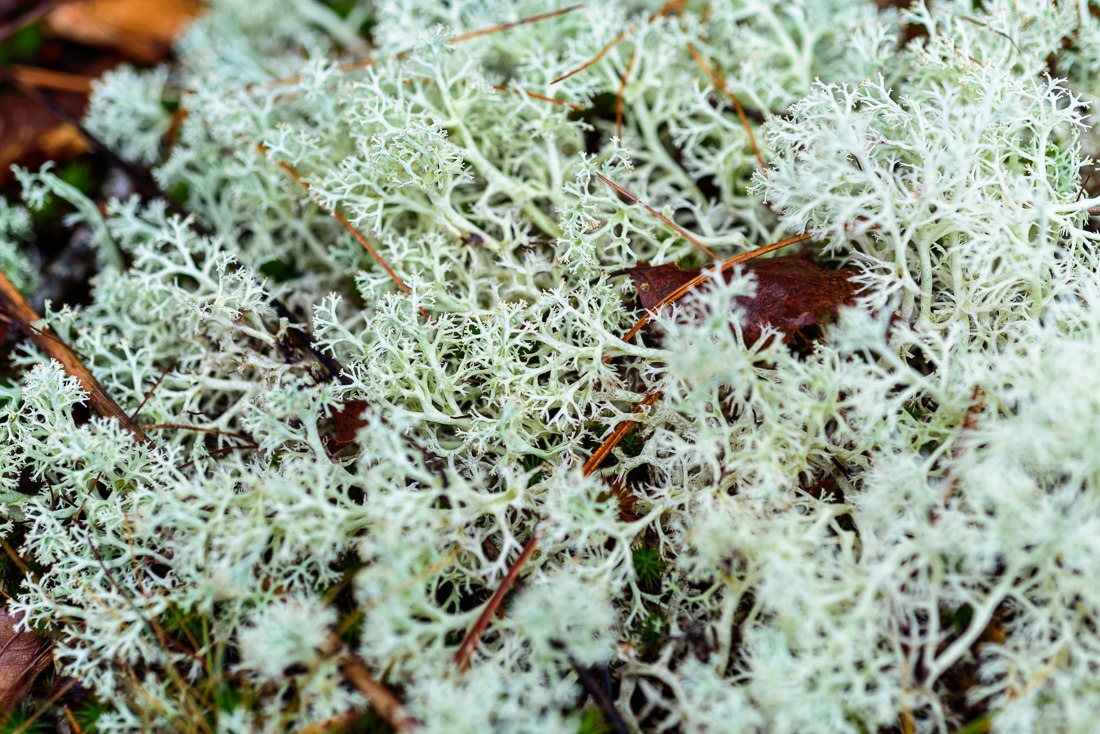 Unidentified Lichen