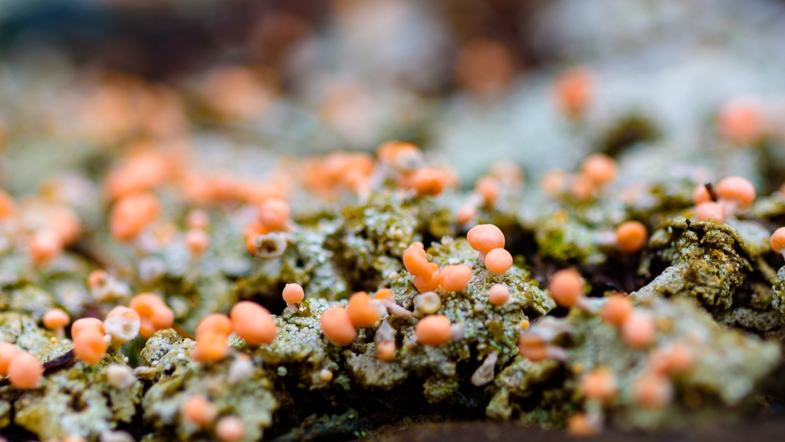 Pink Earth Lichen 