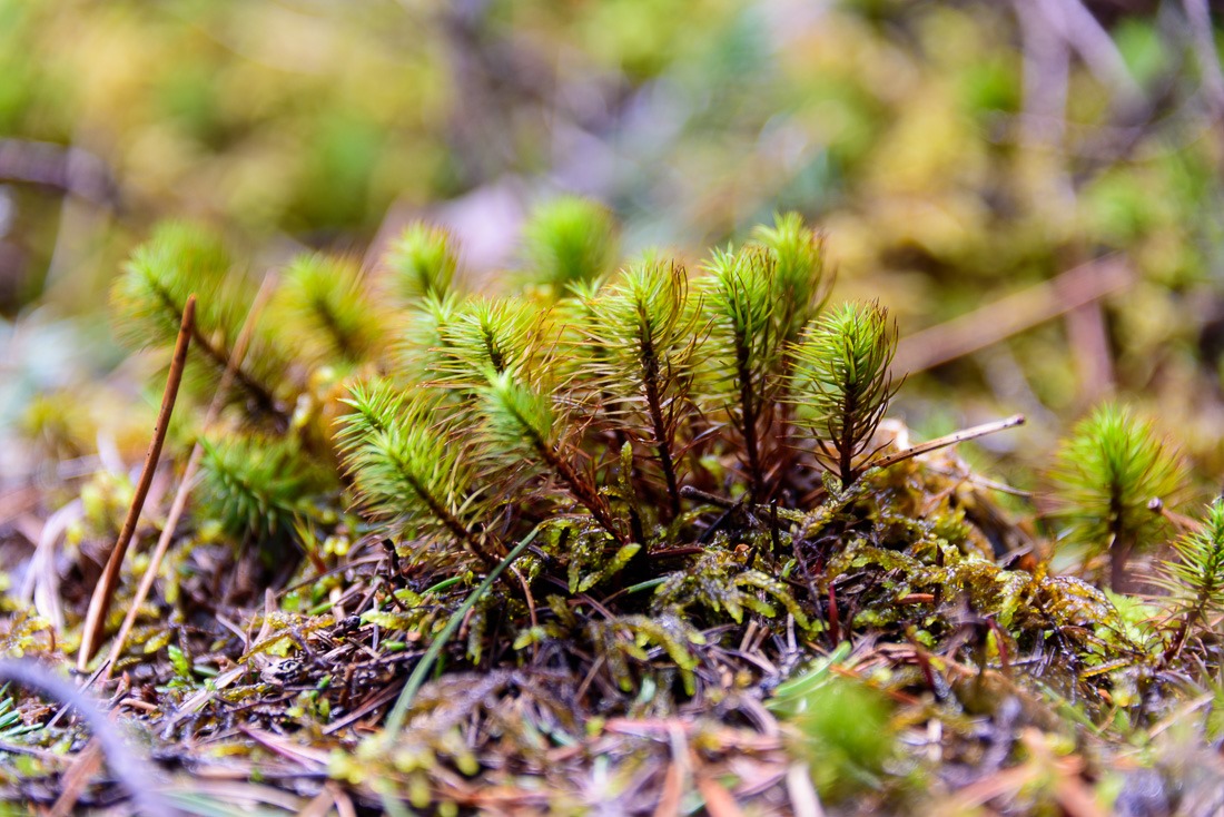 Bog Haircap Moss
