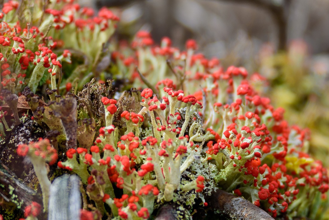 British Soldier Lichen 