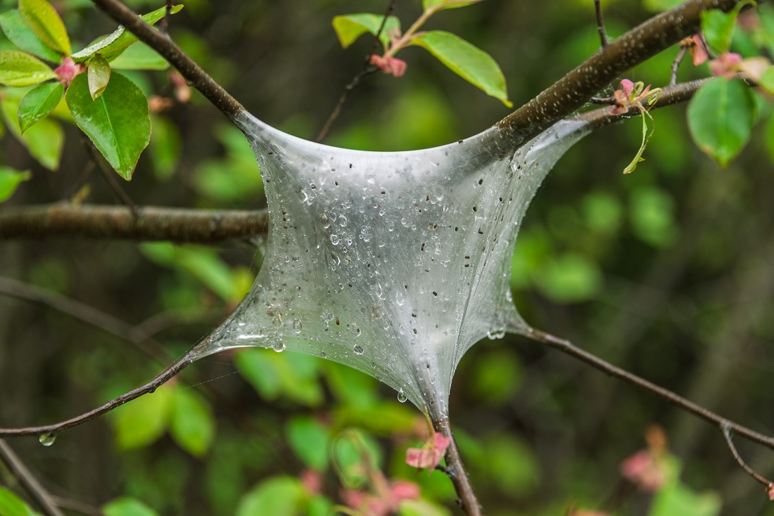 Tent Caterpillar/moth housing