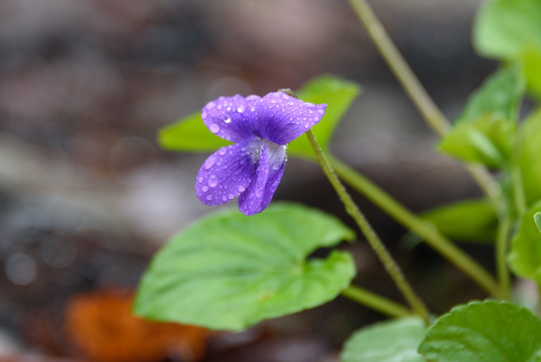 Violet
