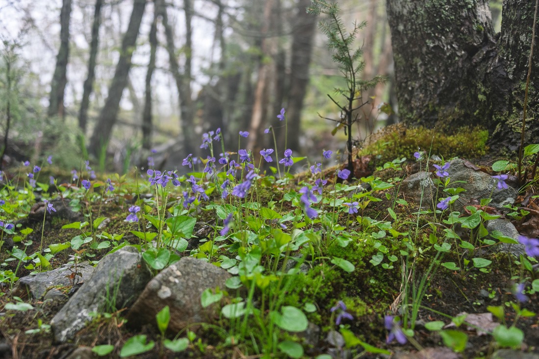 Violets in the rain