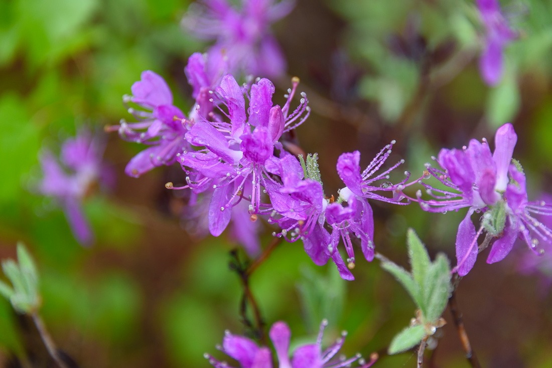 Wild Rhododendron