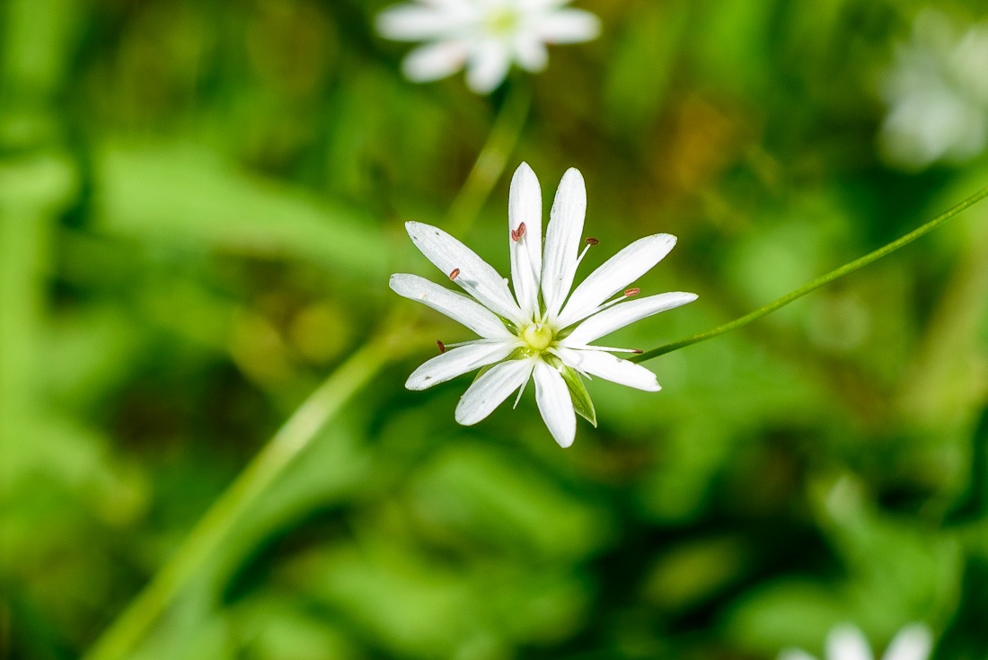 Lesser Stitchwort