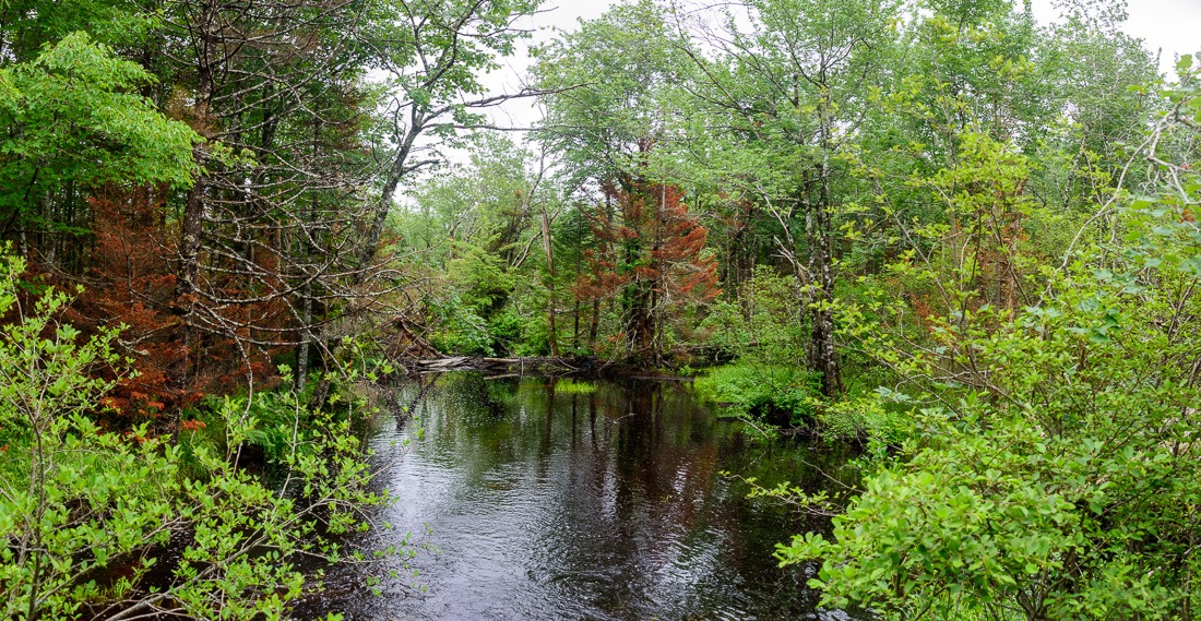 Nova Scotia wilderness