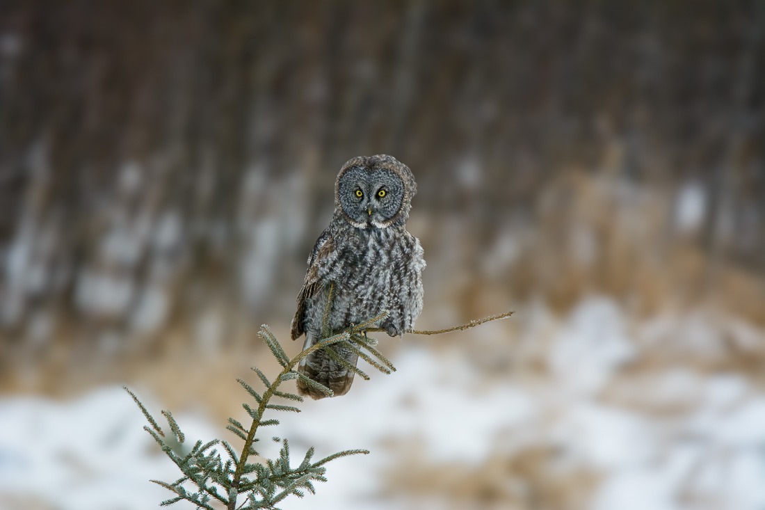 Attentive Great Grey Owl