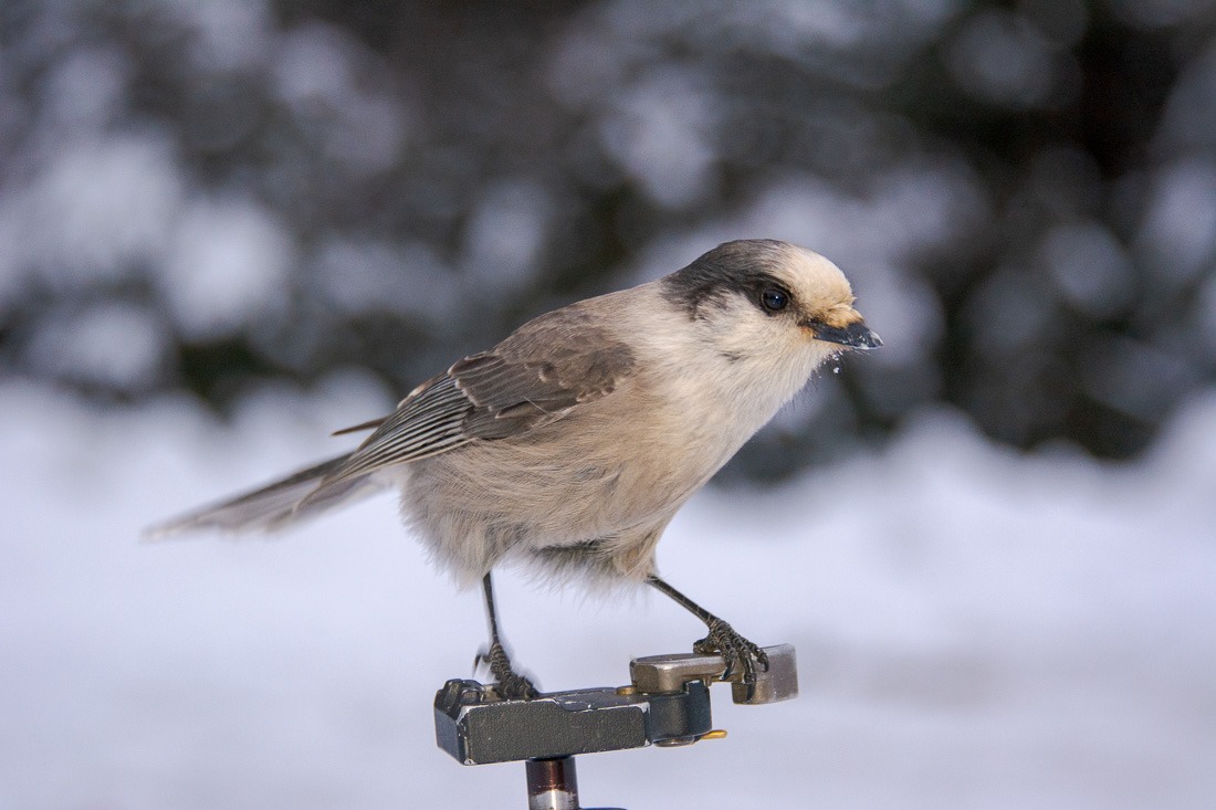 Grey Jay