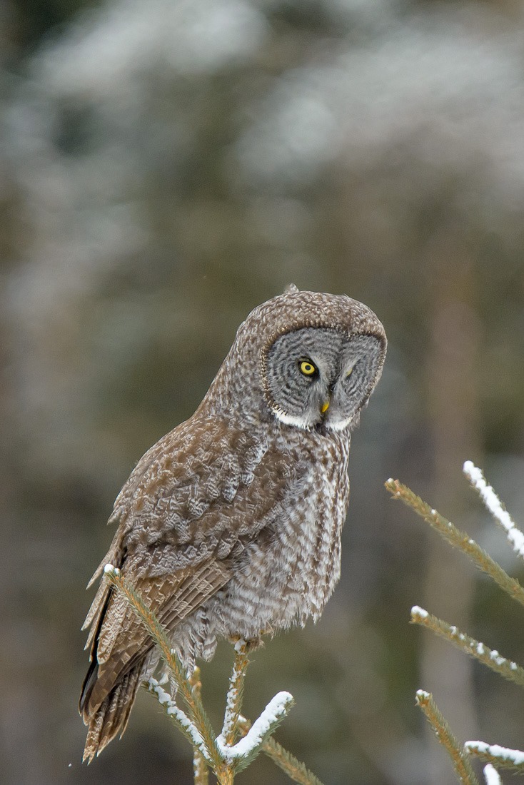 Hunting Great Grey Owl