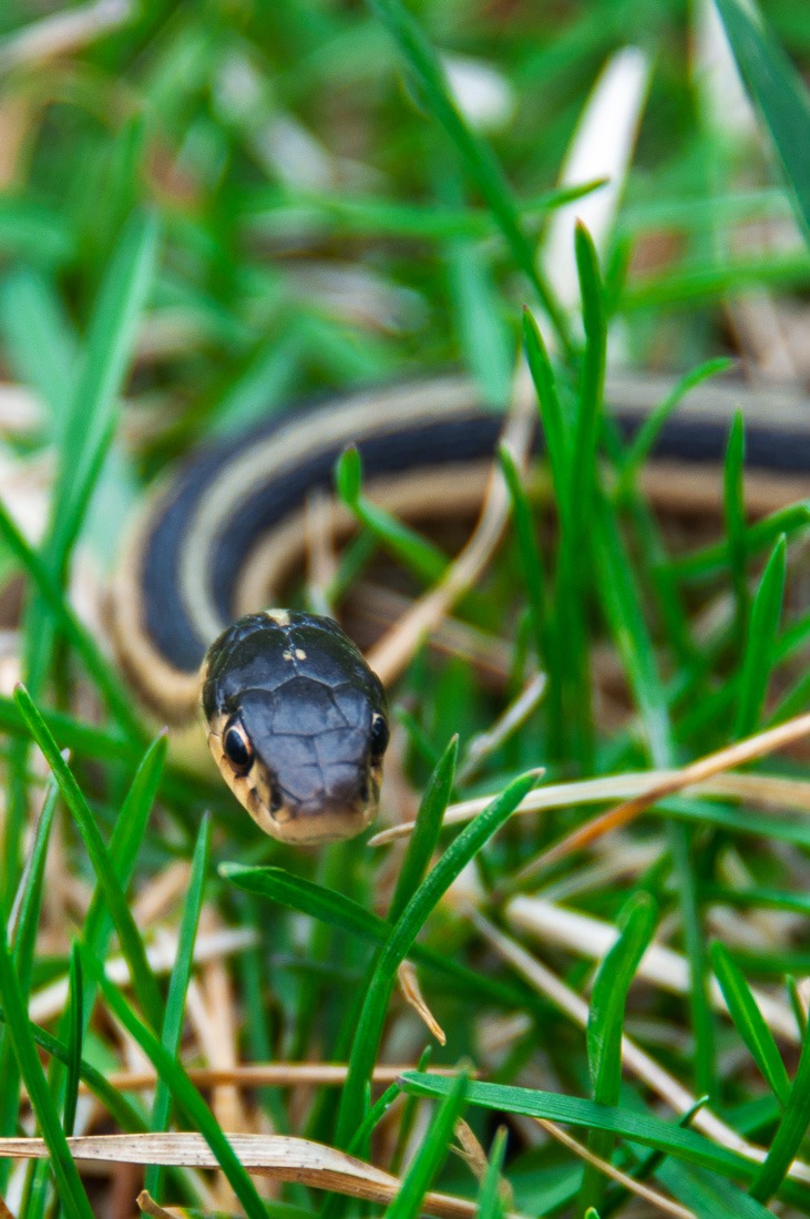 Red-sided Garter snake