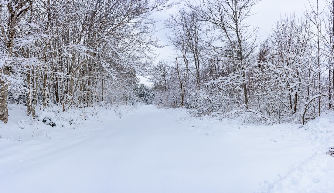 Sticky snow