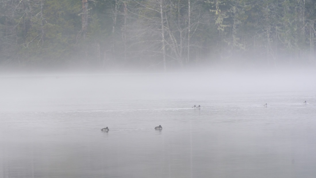 Ring-Necked Ducks in the mist