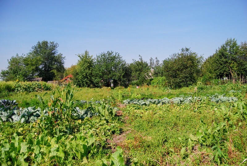 Kitchen garden 